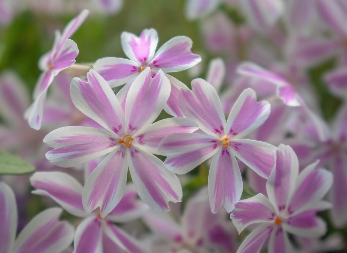 Transform Your Practice with Aromatherapy